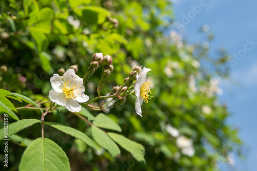 青空の下のノイバラの花