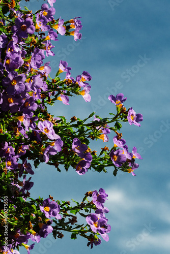 Purple flowers on dark blue sky background © Kenton Waltz