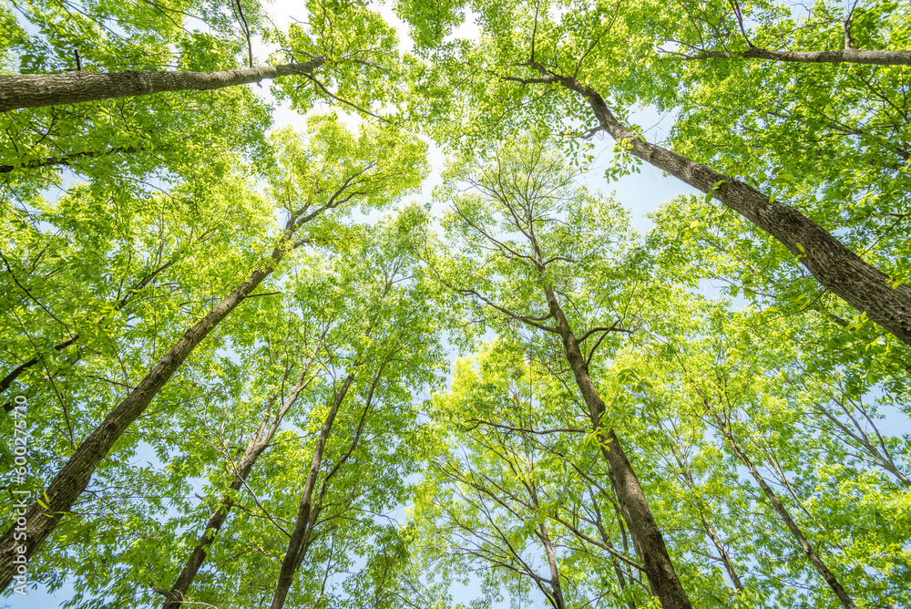 下から見上げた新緑のクヌギ林
