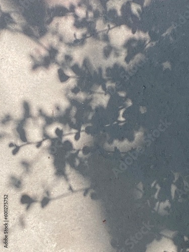 Leaves shadow background on concrete wall texture, leaves tree branches shade with sunlight
