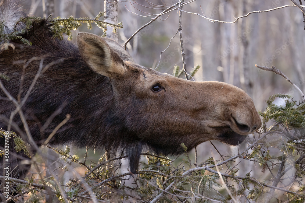 Moose, Majestic Moose Cow Feeding on Fir Twigs: A Rare Glimpse of the Natural World - An awe-inspiring image capturing the beauty and grace of a moose cow as she forages for sustenance in the wild. Moose, Majestic Moose Cow Feeding on Fir Twigs: A Rare Glimpse of the Natural World - An awe-inspiring image capturing the beauty and grace of a moose cow as she forages for sustenance in the wild.