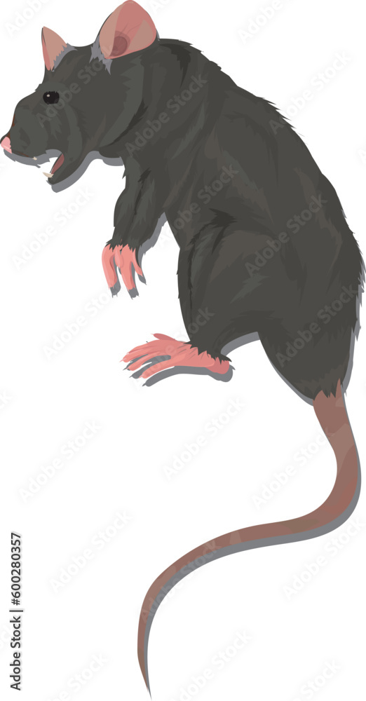 Obraz premium Realistic Dying Vector Rat with Drop Shadow