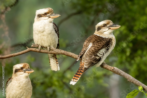 A kookaburra trio sitting on a branch in a suburban garden in Australia photo