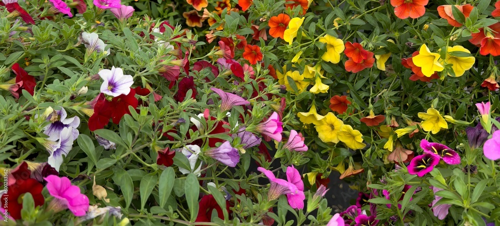Seaside petunias in hanging baskets with mixed colors