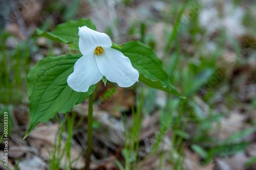 Ontario's Provincial Flower the Trillium photo