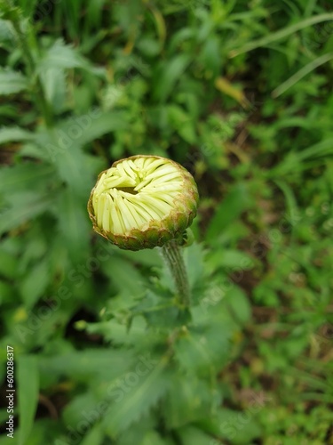 green poppy flower