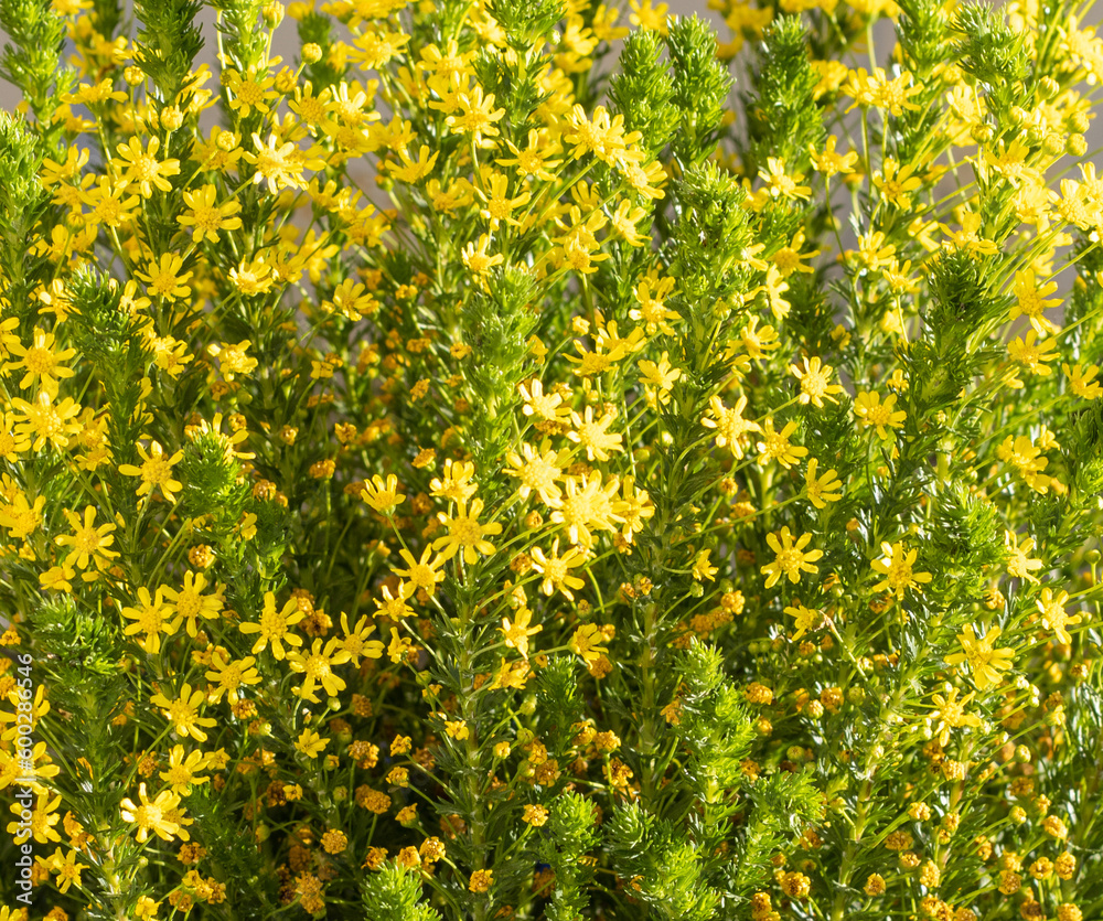 Obraz premium Golden Euryops - Yellow