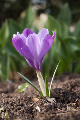 Purple crocus in the dirt on a winter day in Potzbach, Germany.