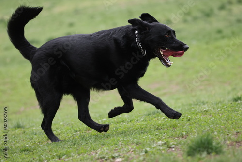Black Labrador retriever running
