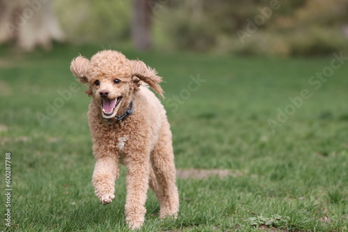Apricot miniature poodle running in park 