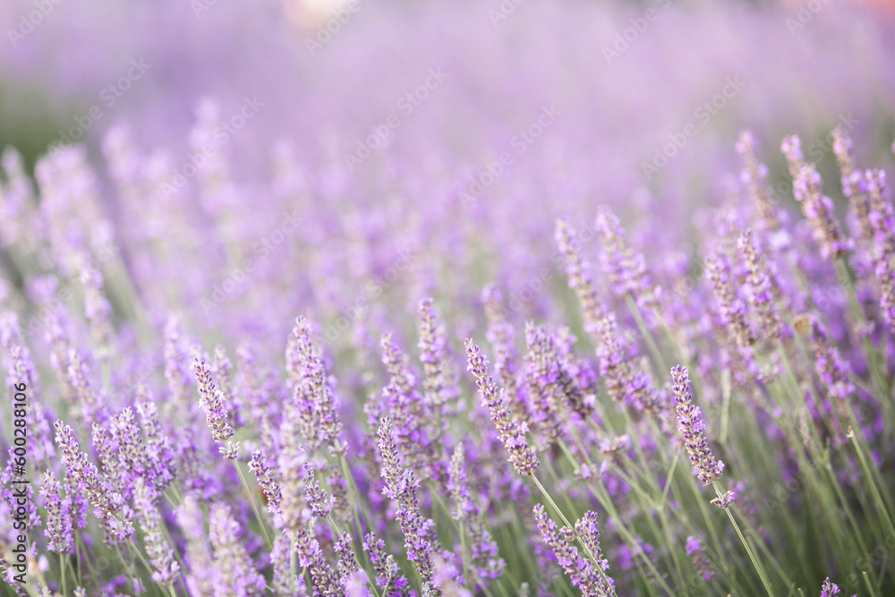 Obraz premium Lavender bushes closeup on sunset. Sunset gleam over purple flowers of lavender. Provence region of France.