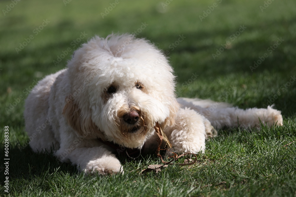 Golden doodle laying in grass 