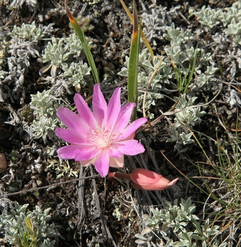 Bitterroot (Lewisia rediviva) pink wildflower in Beartooth Mountains, Montana photo