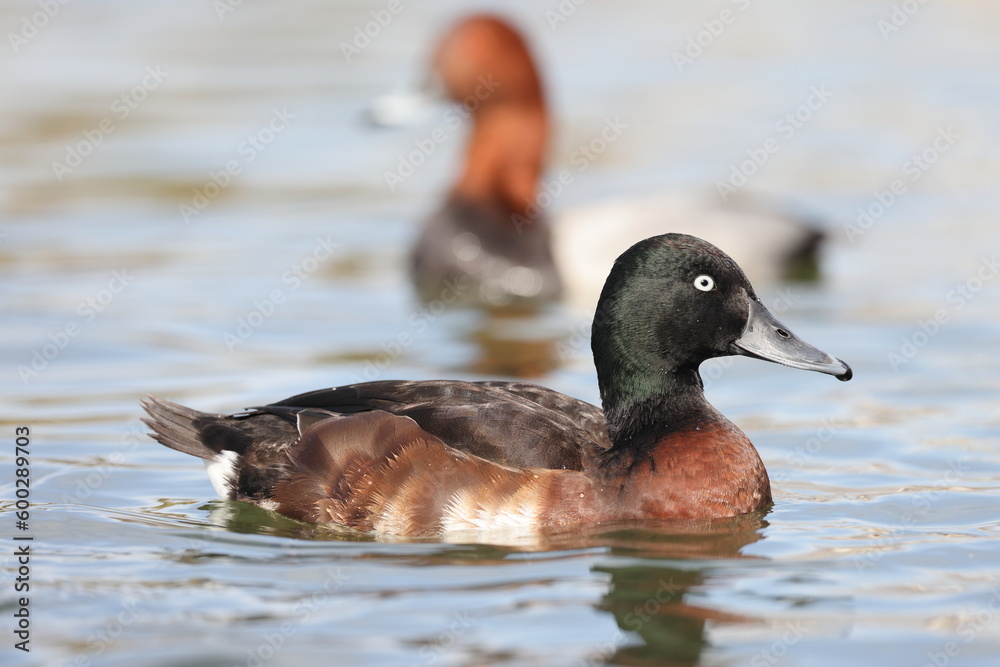 Baer's pochard or Siberian pochard (Aythya baeri) male in Japan Baer's pochard or Siberian pochard (Aythya baeri) male in Japan