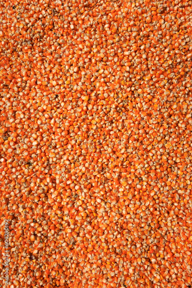 full frame top view Raw dried corn seeds or corn kernels drying in the sun on the ground.