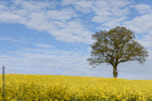 Tree and yellow field