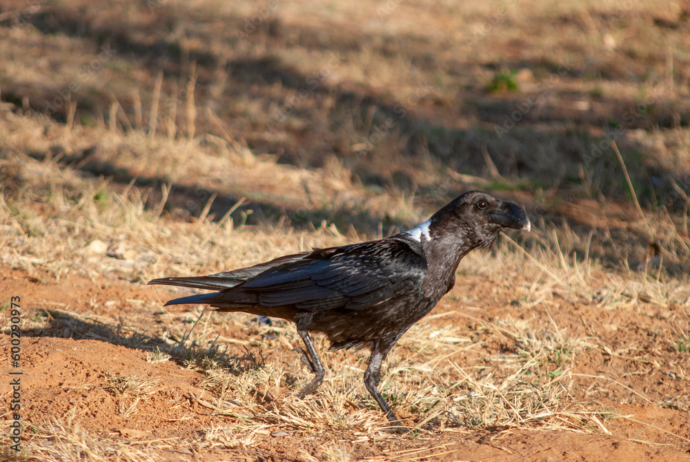 Fototapeta premium White-necked raven (Corvus albicollis)