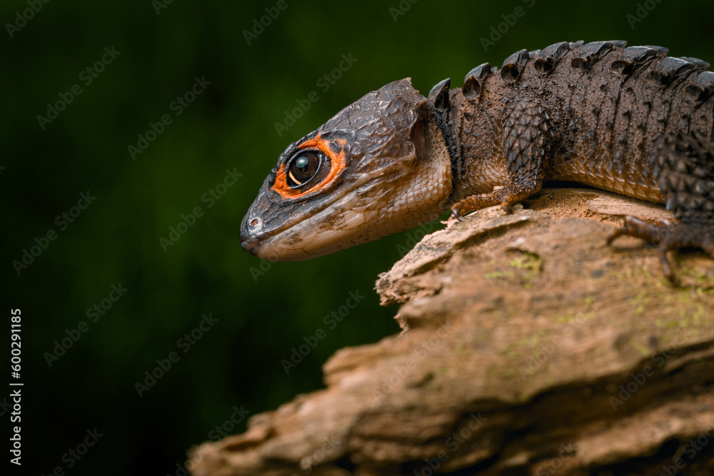 Red-Eyed Crocodile Skink Red-Eyed Crocodile Skink