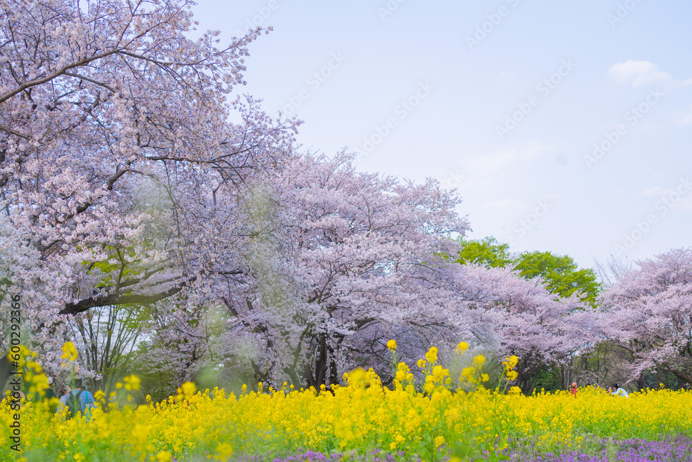 春の菜の花と桜