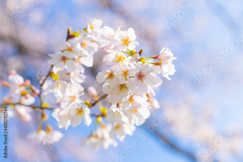 春の訪れを告げる桜の風景