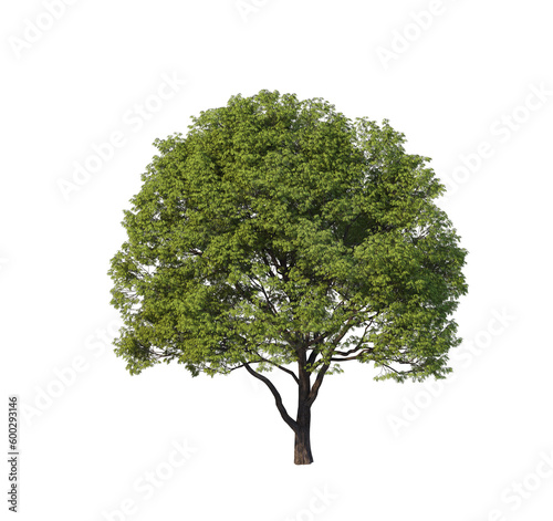 tree png image _ plant image _ tree in isolated white back ground _ decorated tree  image _ big plant 