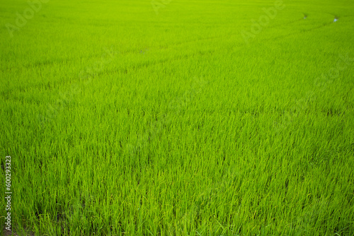 Sapling rice field