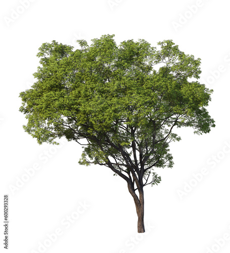 tree png image _ plant image _ tree in isolated white back ground _ decorated tree image _ big plant 