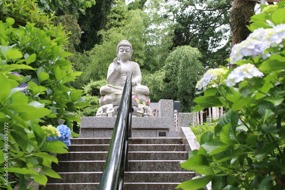 寺の境内に咲く紫陽花。川崎市の妙楽寺の紫陽花。階上の仏像とアジサイ。 Stock 写真 Adobe Stock