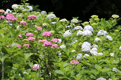寺の境内に咲く紫陽花。川崎市の妙楽寺の紫陽花。