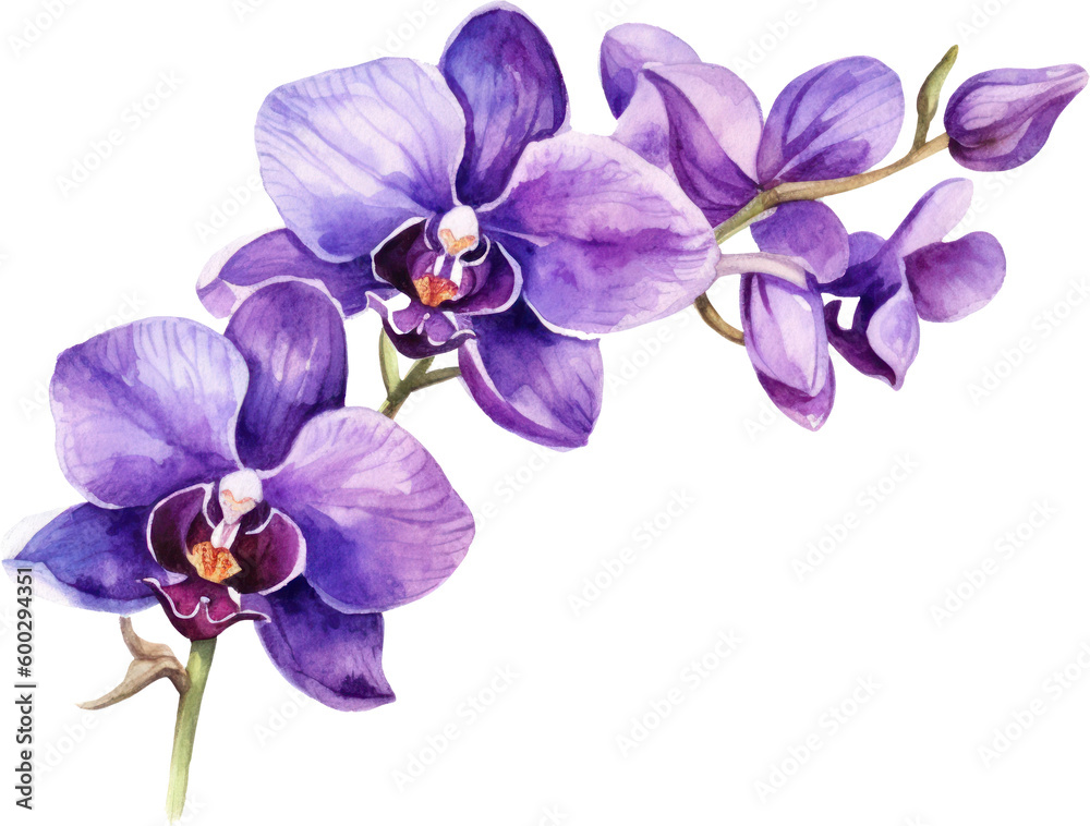 Naklejka premium Purple Orchid flower watercolor illustration. Generative AI