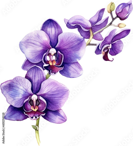 Fototapeta Purple Orchid flower watercolor illustration. Generative AI