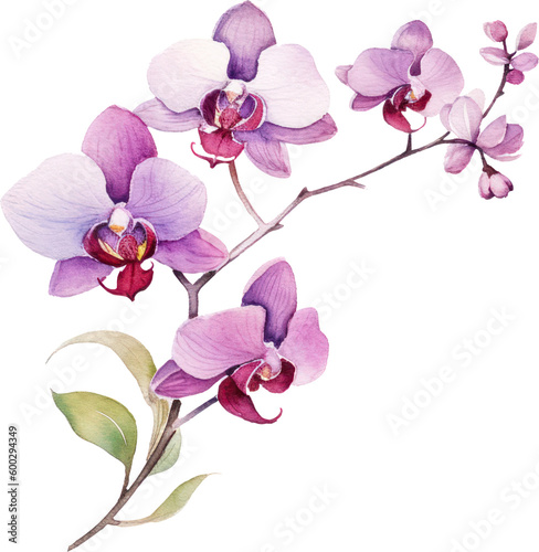 Fotografie, Obraz Purple Orchid flower watercolor illustration. Generative AI