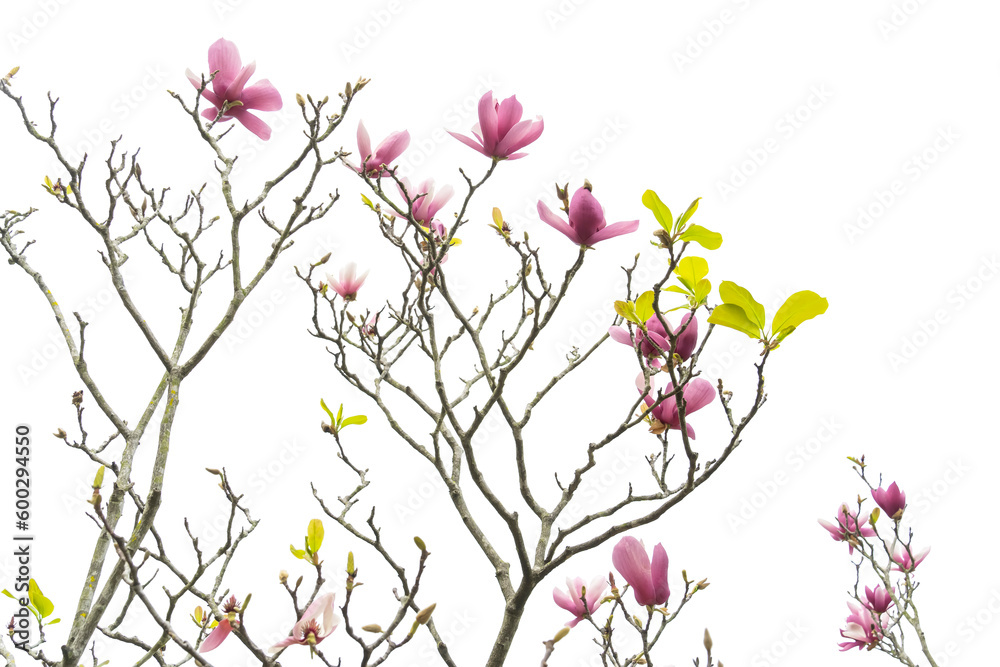 magnolia flower spring branch isolated on white background