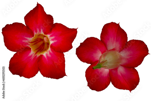 Red Japanese frangipani or adenium flowers