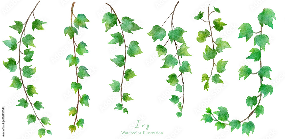 蔦 ( ツタ ) のはっぱの水彩画イラスト Stock Illustration | Adobe Stock