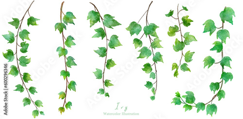 蔦 ( ツタ )  のはっぱの水彩画イラスト