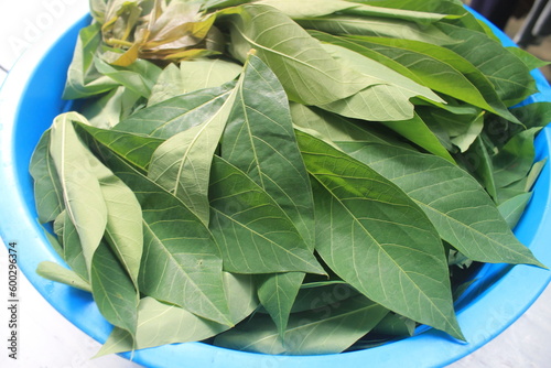 cassava leaves in a blue plastic container on the table