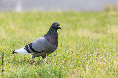 pigeon walking on the grass