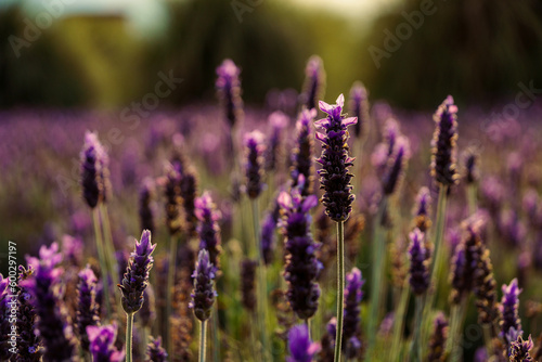 Colorful flowers