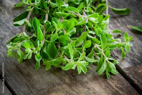bunch of raw green herb marjoram on a wooden rustic table