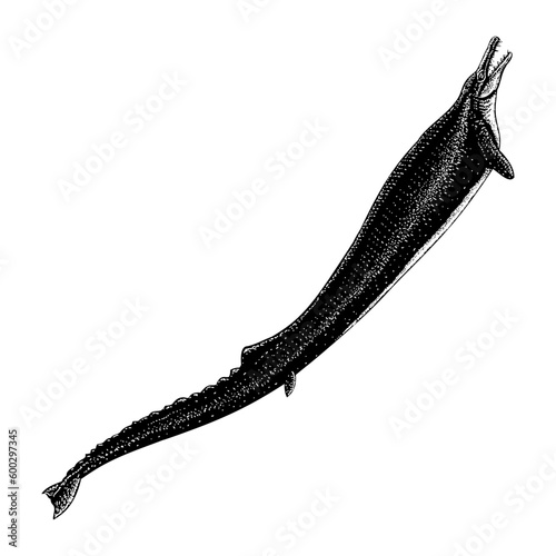 Fototapeta Basilosaurus hand drawing vector isolated on background.