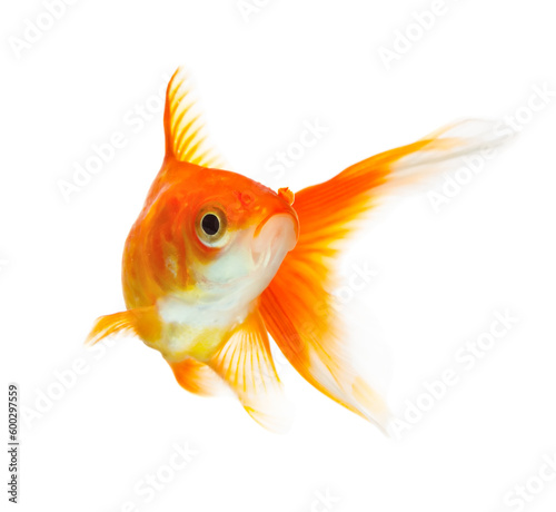 Gold fish isolated on white background © Gheorghe