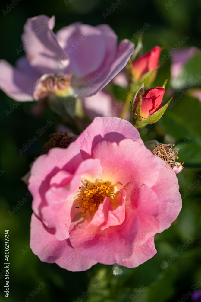Fototapeta premium Blooming pink rosehip on blurred green leaves background close-up. Vertical format. Selective focus.