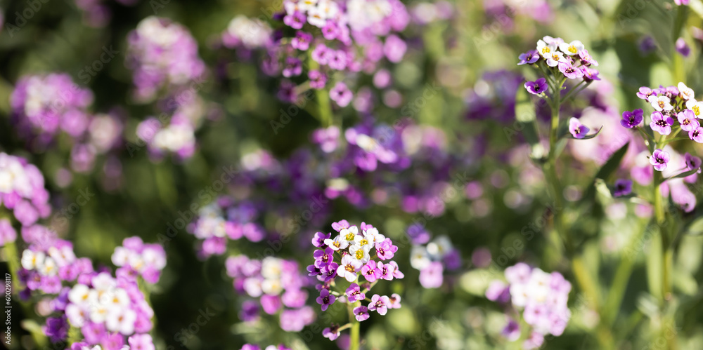 Floral background with sunlit gentle purple-white flowers. Copy space. Banner. Selective focus. Floral background with sunlit gentle purple-white flowers. Copy space. Banner. Selective focus.