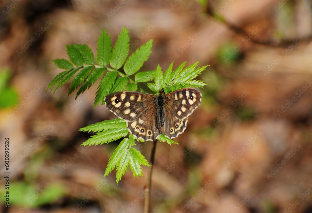 (Pararge aegeria)
Speckled Wood butterfly perched on rowan leaves on an April morning (Pararge aegeria)
Speckled Wood butterfly perched on rowan leaves on an April morning