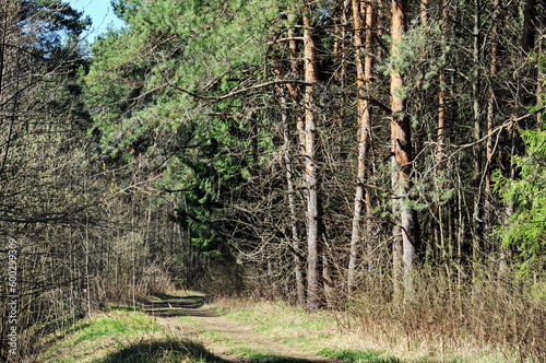 Sunlight on the pine trees on an April morning. Moscow region Russia