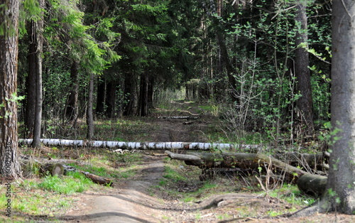 Forest clearing with fallen trees on an April morning. Moscow region Russia
