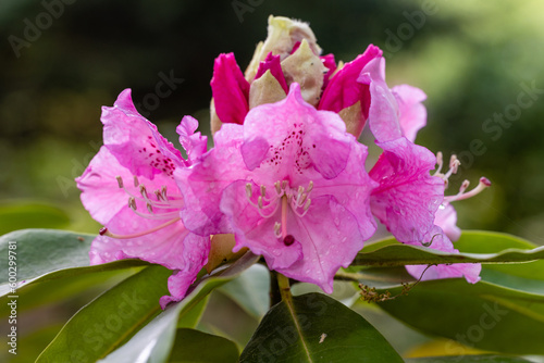 Rhododendron Trude Webster cultivated in a garden in Madrid cultivated in a garden in Madrid photo