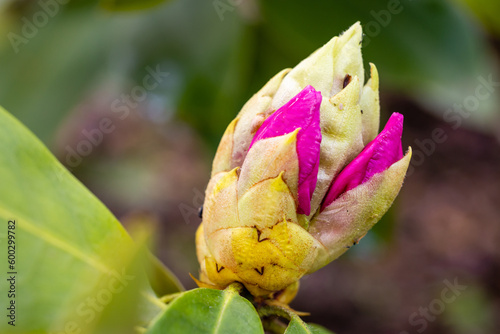 Rhododendron Trude Webster cultivated in a garden in Madrid cultivated in a garden in Madrid photo