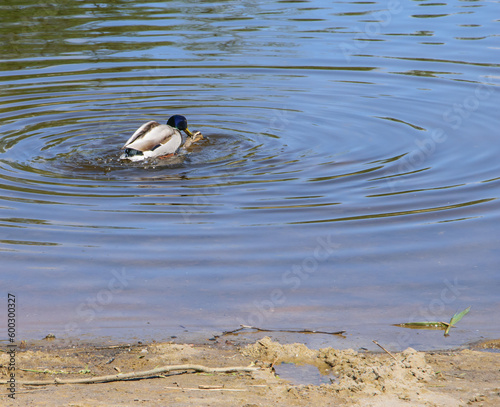 Dwie kaczki krzyżówki w czasie kopulacji w wodzie 